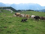 canipastore 094